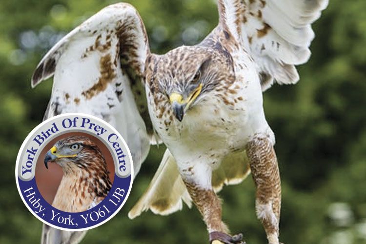 York Bird of Prey Centre