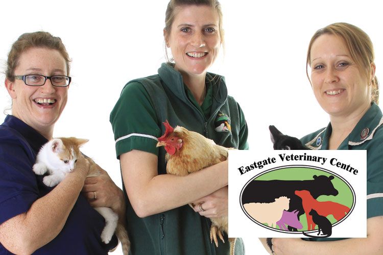 Eastgate Veterinary Centre