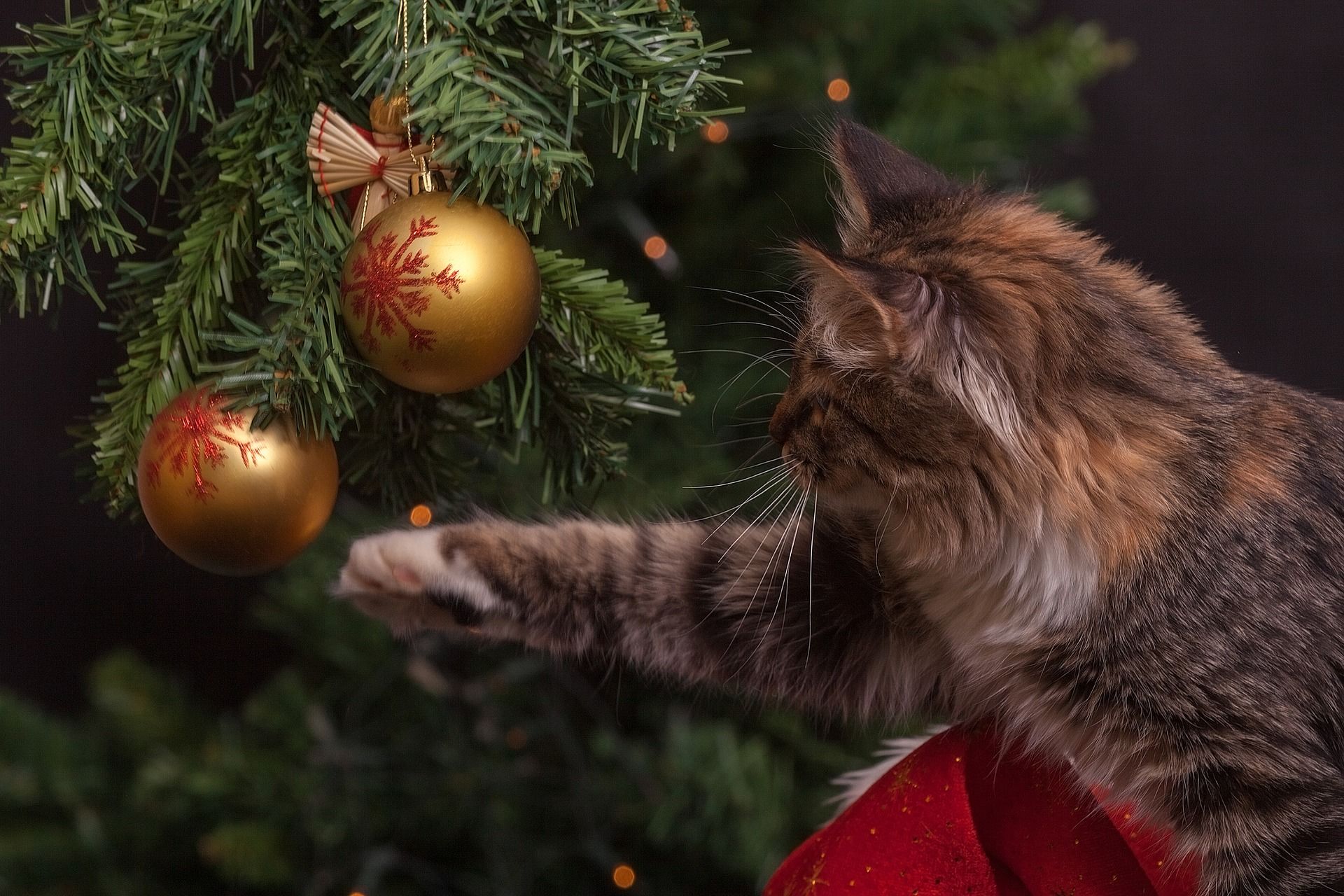 Christmas Cat (pixabay)