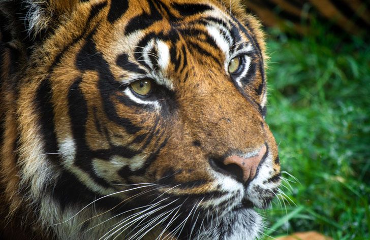Tiger at Flamingo Land Resort in North Yorkshire