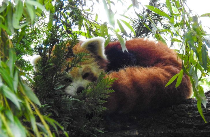 Red Panda at Flamingo Land Resort in North Yorkshire