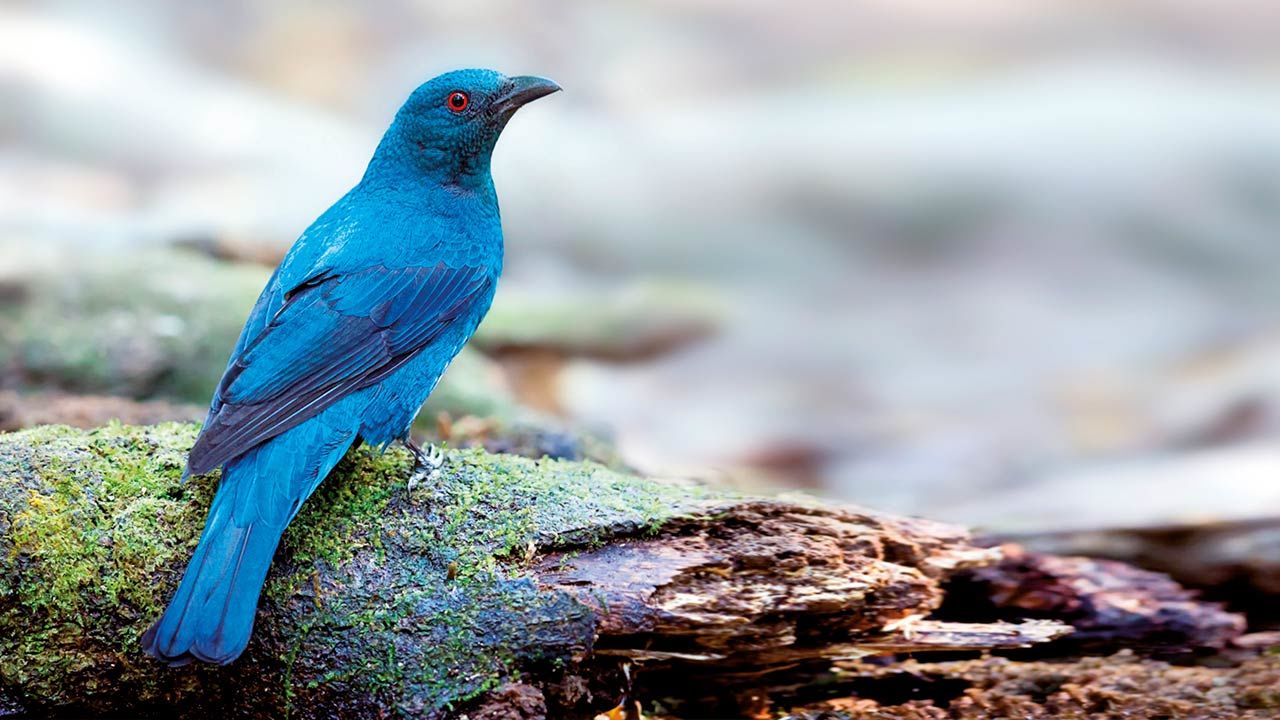 Asian Fairy Bluebird in Borneo