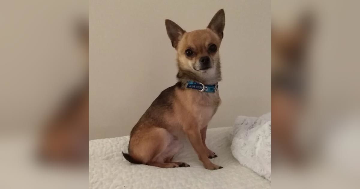 Reggie the rescue chihuaua
