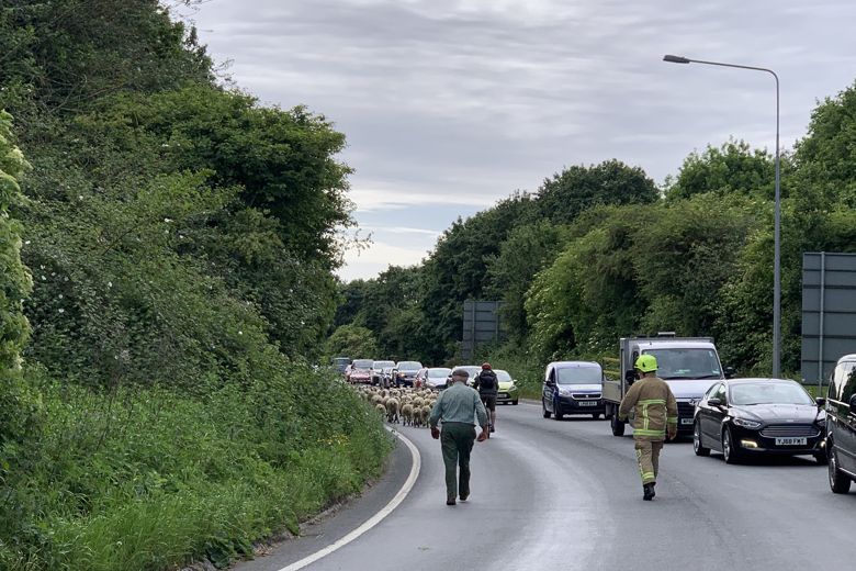 PICTURES - Trailer carrying sheep involved in an accident in York