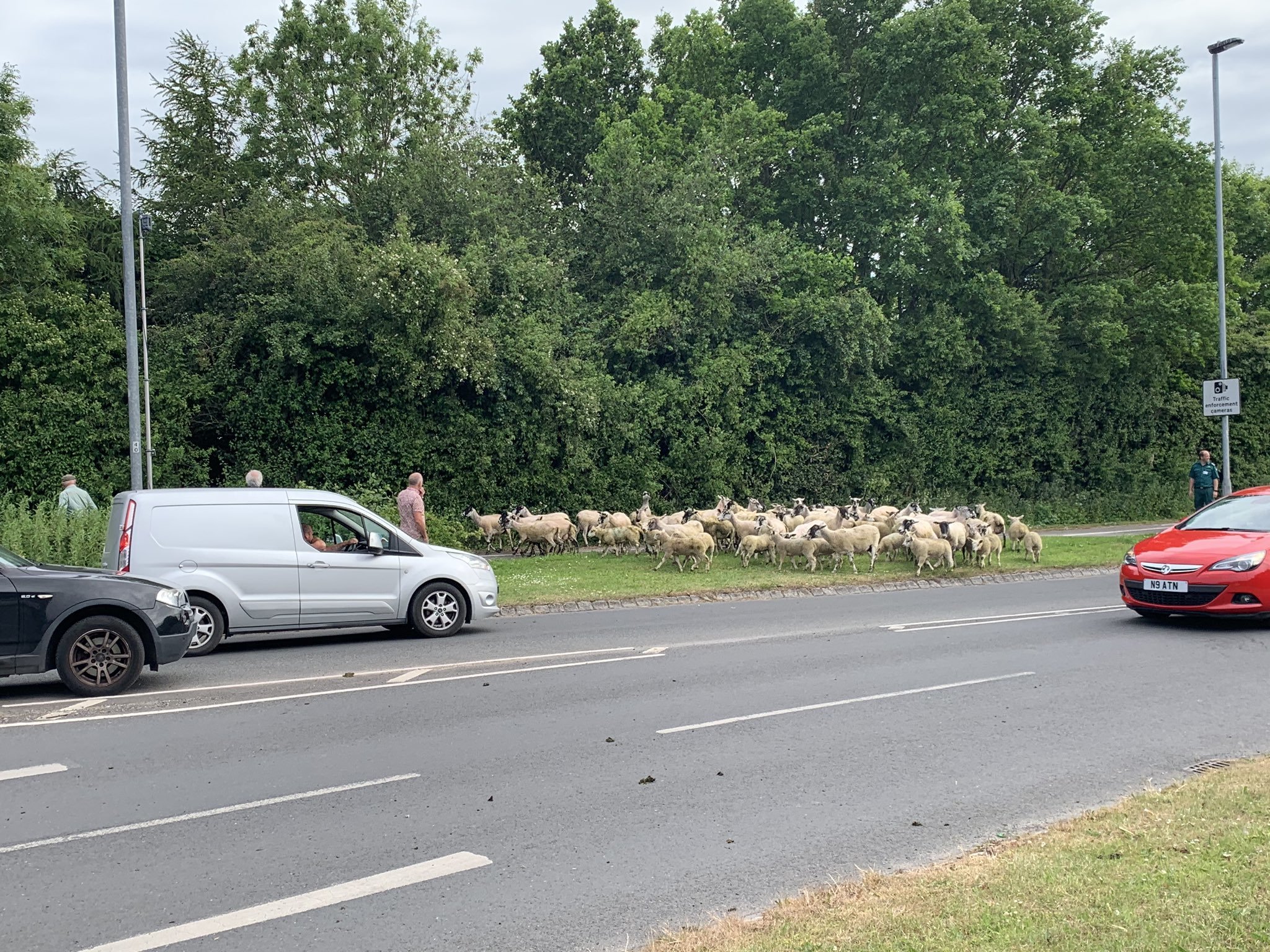sheep 3