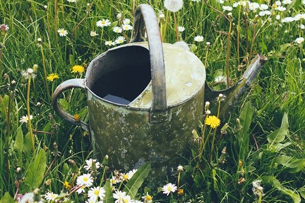 Search for gardeners who save water in North Yorkshire