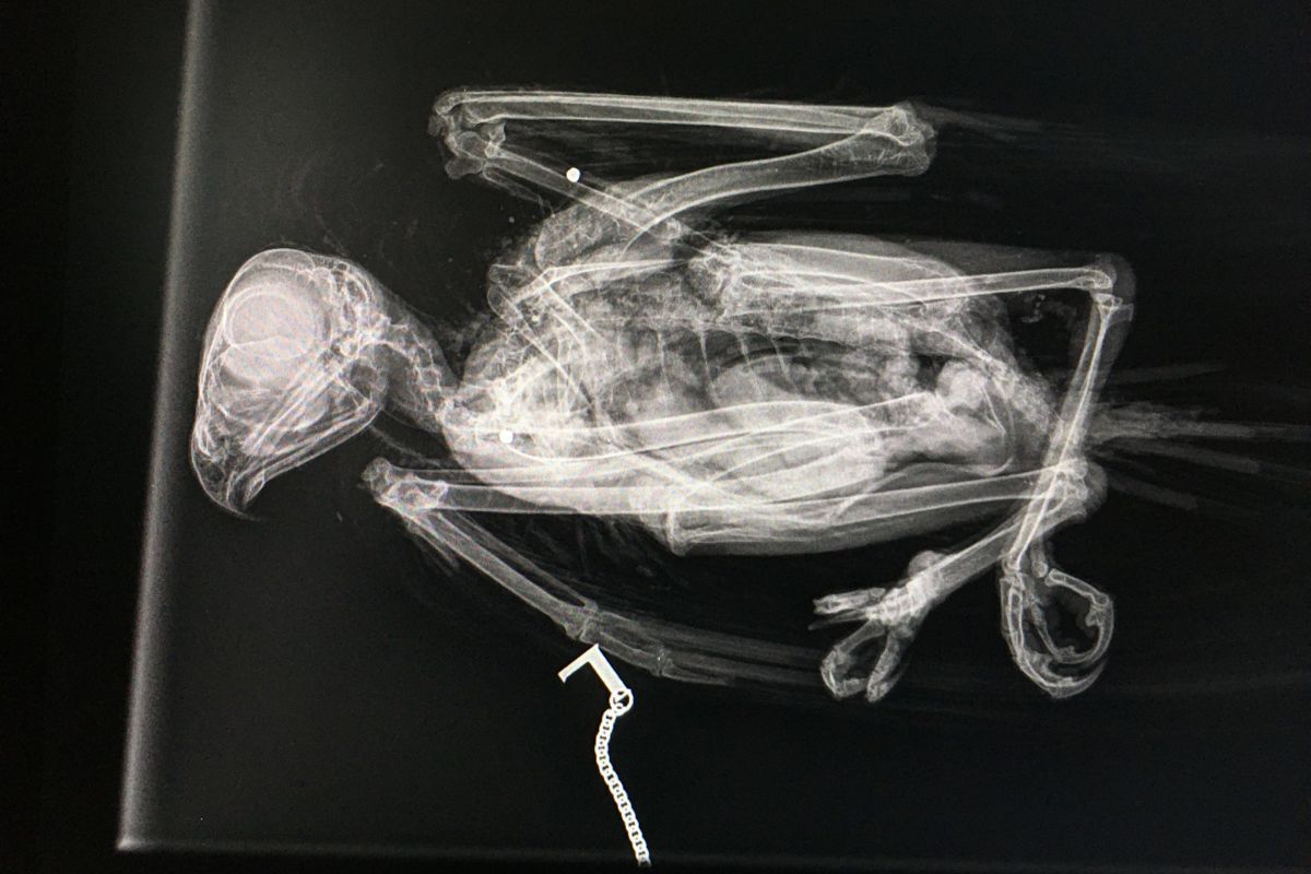 Appleton-Buzzard-x-ray-scaled