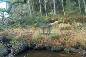Goshawk killed near Goathland