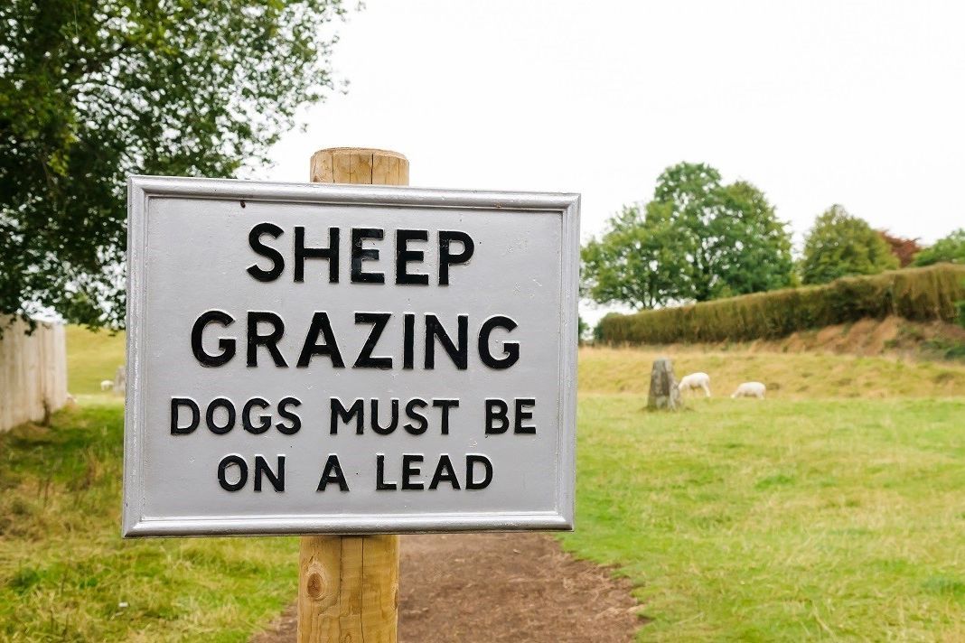 sheep